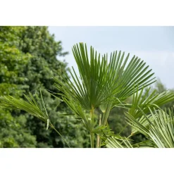 Hanfpalme 150 cm, 44 cm Topf