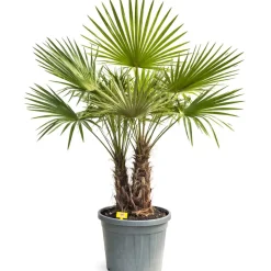 Hanfpalme Multistamm 180 cm, 47 cm Topf