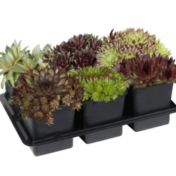 Hauswurz 6er-Tray