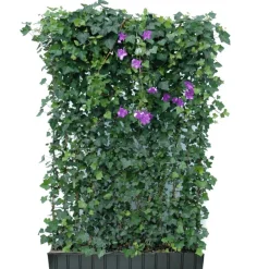 Hecke am laufenden Meter® Efeu 'Woerneri'/Clematis violett 180 x 120 cm
