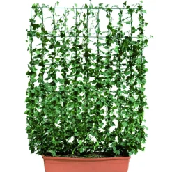 Hecke am laufenden Meter® Efeu 'Woerneri' Balkon 130 x 100 cm