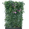 Hecke am laufenden Meter® Efeu 'Woerneri'/Clematis rosa 180 x 120 cm
