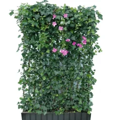 Hecke am laufenden Meter® Efeu 'Woerneri'/Clematis rosa 180 x 120 cm