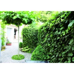 Hecke am laufenden Meter® Efeu 'Woerneri' 180 x 120 cm