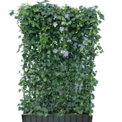 Hecke am laufenden Meter® Efeu 'Woerneri'/Clematis hellblau 180 x 120 cm