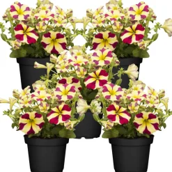 Herzpetunie 'Queen of Heart® Amore' verschiedene Farben 12 cm Topf, 5er-Set
