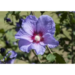 Hibiskus blau 19 cm Topf