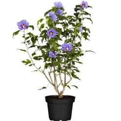 Hibiskus blau 19 cm Topf