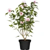 Hibiskus rosa 19 cm Topf