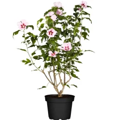 Hibiskus rosa 19 cm Topf