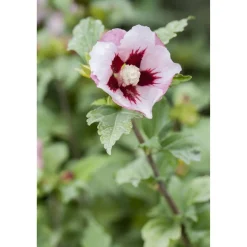 Hibiskus rosa 19 cm Topf