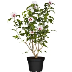 Hibiskus weiß-rot 19 cm Topf