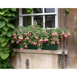 Hängende Fuchsie rot-violett 12 cm Topf, 3er-Set