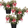 Hängende Fuchsie rot-weiß 12 cm Topf, 3er-Set