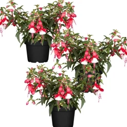 Hängende Fuchsie rot-weiß 12 cm Topf, 3er-Set
