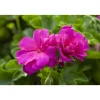 Hängende Geranie pink 12 cm Topf, 2er-Set