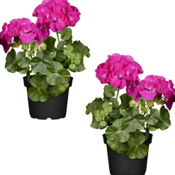 Hängende Geranie pink 12 cm Topf, 2er-Set