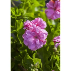 Hängende Geranie rosa, 12 cm Topf, 2er-Set