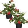 Hängende Geranie rot 12 cm Topf, 2er-Set