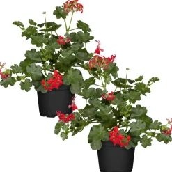 Hängende Geranie rot 12 cm Topf, 2er-Set