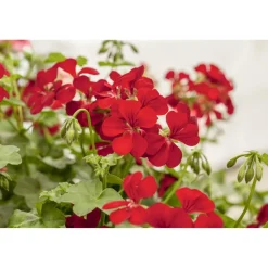 Hängende Geranie rot 12 cm Topf, 2er-Set