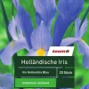 Holländische Iris 'Iris Hollandica', 20 Stück, blau