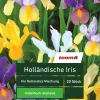 Holländische Iris 'Iris Hollandica', 20 Stück, mehrfarbig