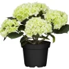 Hortensie weiß, 10,5 cm Topf