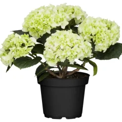 Hortensie weiß, 10,5 cm Topf