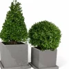 Ilex-Formgehölze, Kugel
