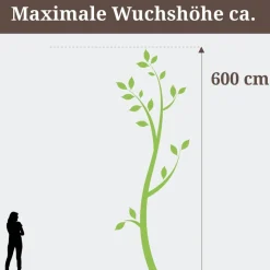 Immergrünes Geißblatt 14 cm Topf