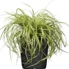Japan Gold-Segge 'Evergold' 19 cm Topf
