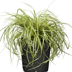 Japan Gold-Segge 'Evergold' 19 cm Topf