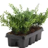 Japanische Stechpalme 6er-Tray