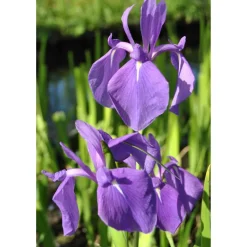 Japanische Wasserschwertlilie 'Blau', 9 x 9 cm Topf, 3er-Set
