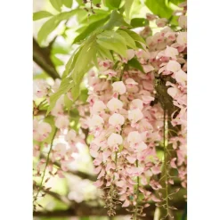 Japanischer Blauregen 'Rosea' rosa 14 cm Topf