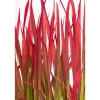 Japanisches Blutgras 'Red Baron' 14 cm Topf