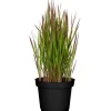 Japanisches Blutgras 'Red Baron' 14 cm Topf