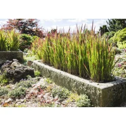 Japanisches Blutgras 'Red Baron' 14 cm Topf