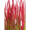 Japanisches Blutgras 'Red Baron' 19 cm Topf