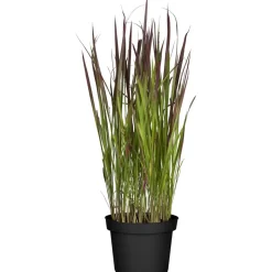 Japanisches Blutgras 'Red Baron' 19 cm Topf