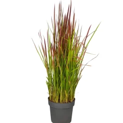 Japanisches Blutgras 'Red Baron' 19 cm Topf