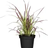 Japanisches Blutgras 'Red Baron', 23 cm Topf