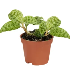 Juwelorchidee 'Petola' 6 cm Topf