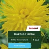 Kaktus-Dahlie 'Dahlia Kennemerland', 1 Stück, gelb