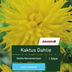 Kaktus-Dahlie 'Dahlia Kennemerland', 1 Stück, gelb