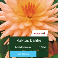 Kaktus-Dahlie 'Dahlia Preference', 1 Stück, orange
