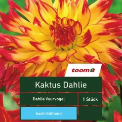 Kaktus-Dahlie 'Dahlia Vuurvogel', 1 Stück, gelb-rot
