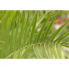 Kanarische Dattelpalme 180-200 cm, 30 cm Topf