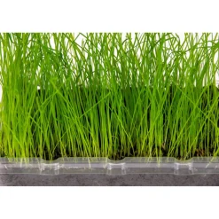Katzengras Vital Bio